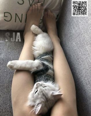 满清禁宫奇案在线观看_1080完整在线观看